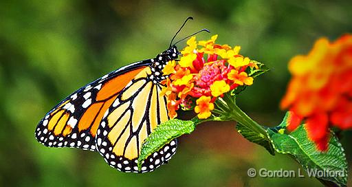 GORDON WOLFORD PHOTOGRAPHY/Ontario/Eastern Ontario/Bugs of Eastern
